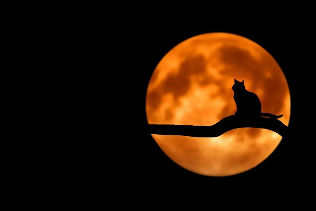découvrez la signification, la date et les traditions liées à la pleine lune de septembre. apprenez tout sur ses influences spirituelles et ses effets sur la nature.