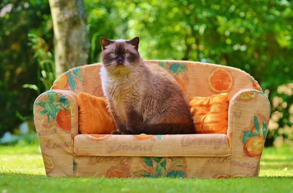 découvrez le canapé nuage target, un meuble tendance alliant confort exceptionnel et design moderne pour sublimer votre salon. profitez d'une assise moelleuse et d'une élégance inégalée avec le cloud couch de target.