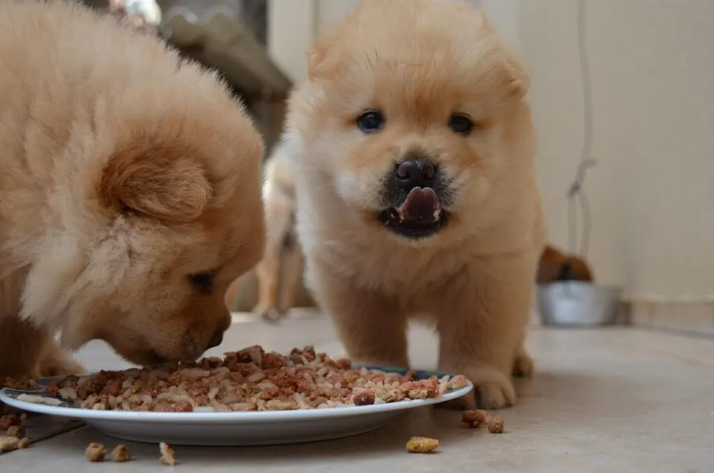 découvrez le chowchow cloud, une race de chien unique au pelage dense et au caractère indépendant, parfaite pour les amateurs de chiens atypiques.