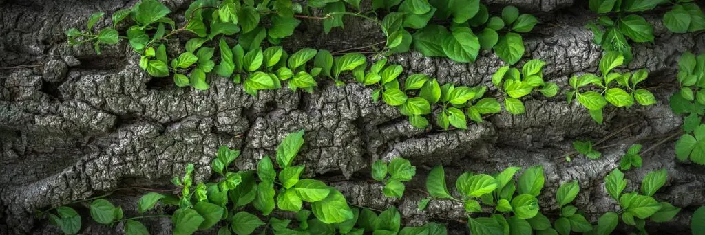 découvrez comment ovhcloud stimule la croissance des entreprises grâce à ses solutions cloud innovantes, sécurisées et évolutives.