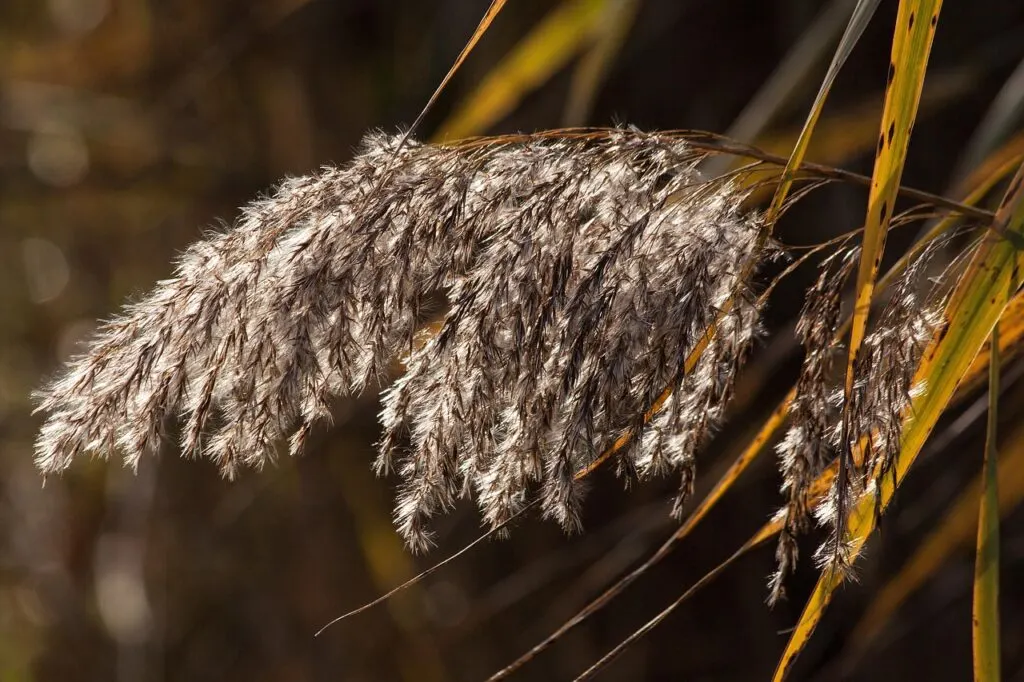 découvrez tout sur la poussière saharienne : son origine, ses effets sur la santé et l'environnement, et comment elle influence le climat et la qualité de l'air.