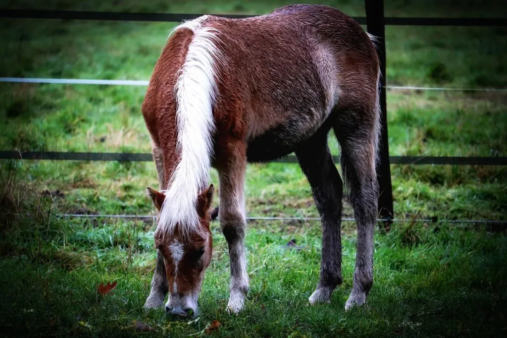 découvrez le yearling show 2026, un événement incontournable mettant en vedette les meilleurs jeunes chevaux. assistrez à des compétitions équestres de haut niveau et profitez d'une expérience unique en 2026.