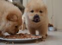 découvrez le chowchow cloud, une race de chien unique au pelage dense et au caractère indépendant, parfaite pour les amateurs de chiens atypiques.