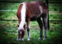 découvrez le yearling show 2026, un événement incontournable mettant en vedette les meilleurs jeunes chevaux. assistrez à des compétitions équestres de haut niveau et profitez d'une expérience unique en 2026.